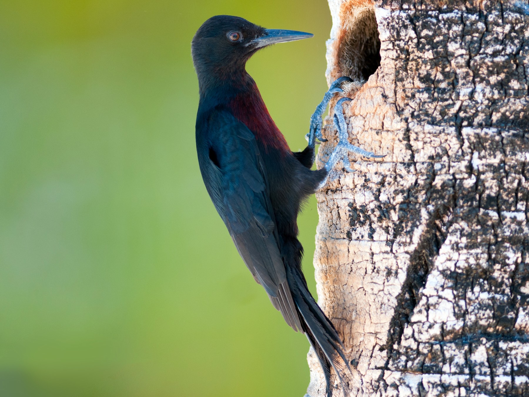 Guadeloupe Woodpecker - Frantz Delcroix (Duzont)