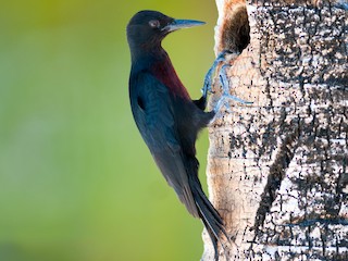  - Guadeloupe Woodpecker