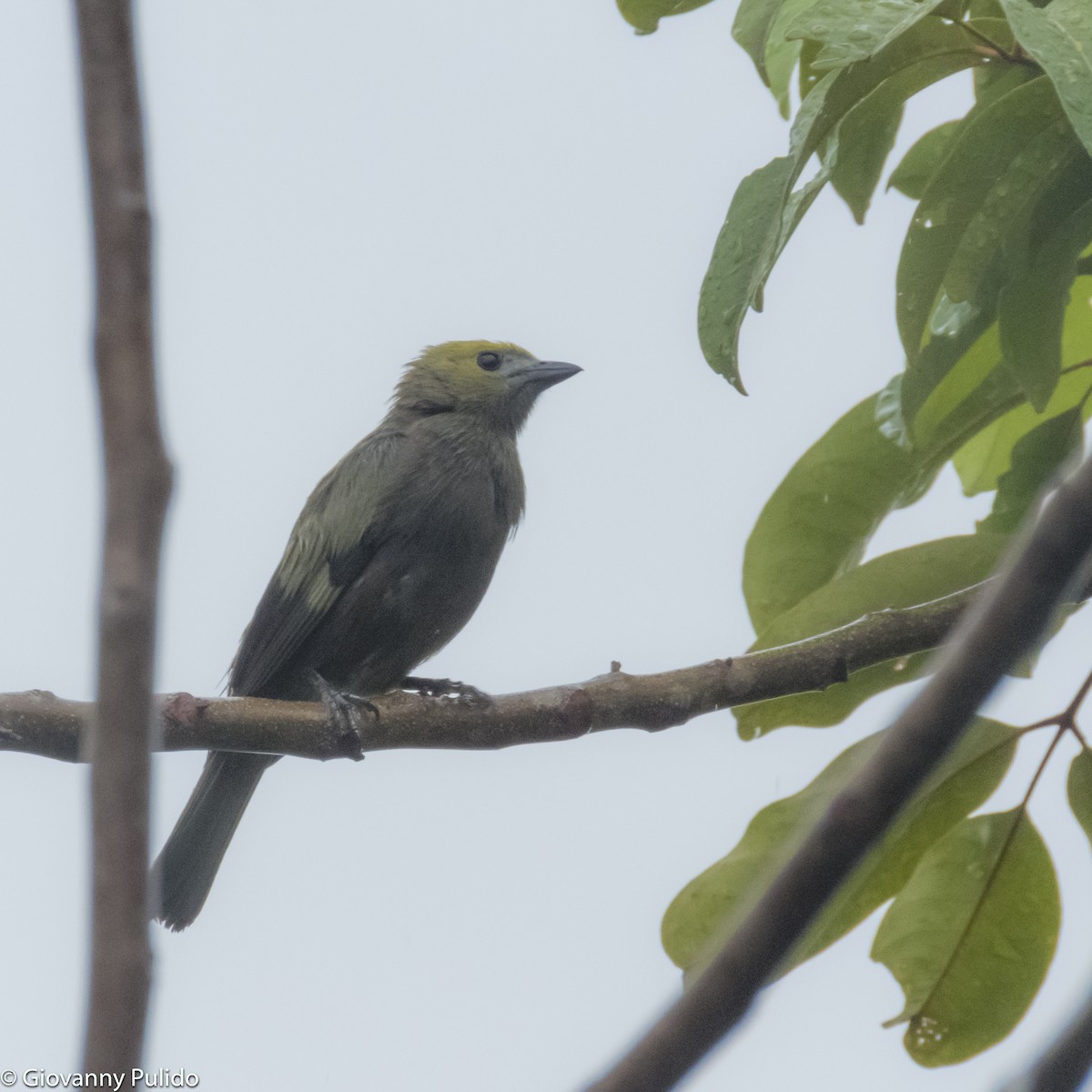 Palm Tanager - ML98831231