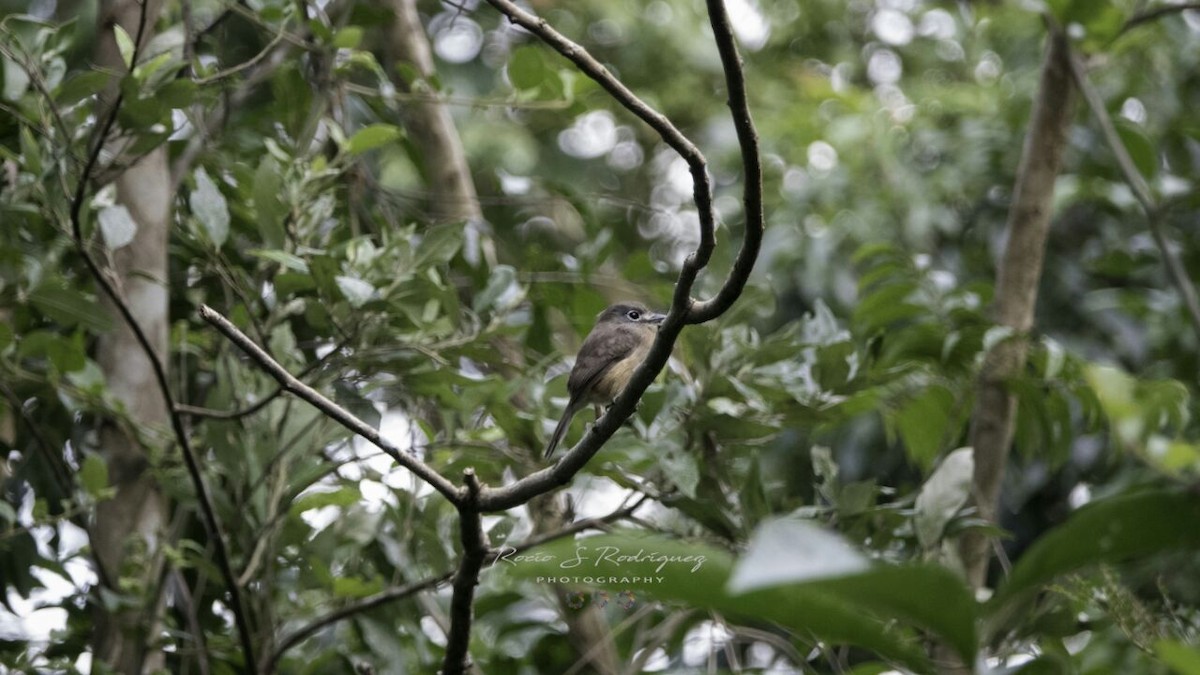Rusty-breasted Nunlet - julian baigorria / Iguazú Birdwatching