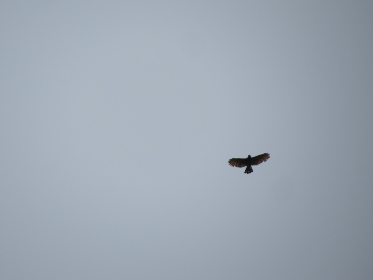 Short-tailed Hawk - Andres Cuta