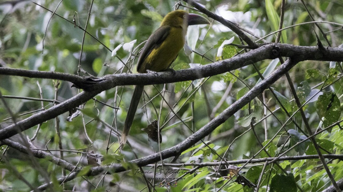Saffron Toucanet - julian baigorria / Iguazú Birdwatching
