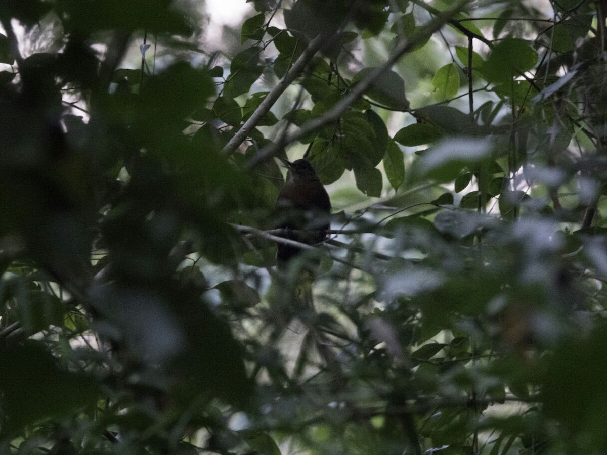 Rufous-breasted Leaftosser - julian baigorria / Iguazú Birdwatching