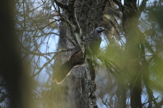  - Bearded Guan