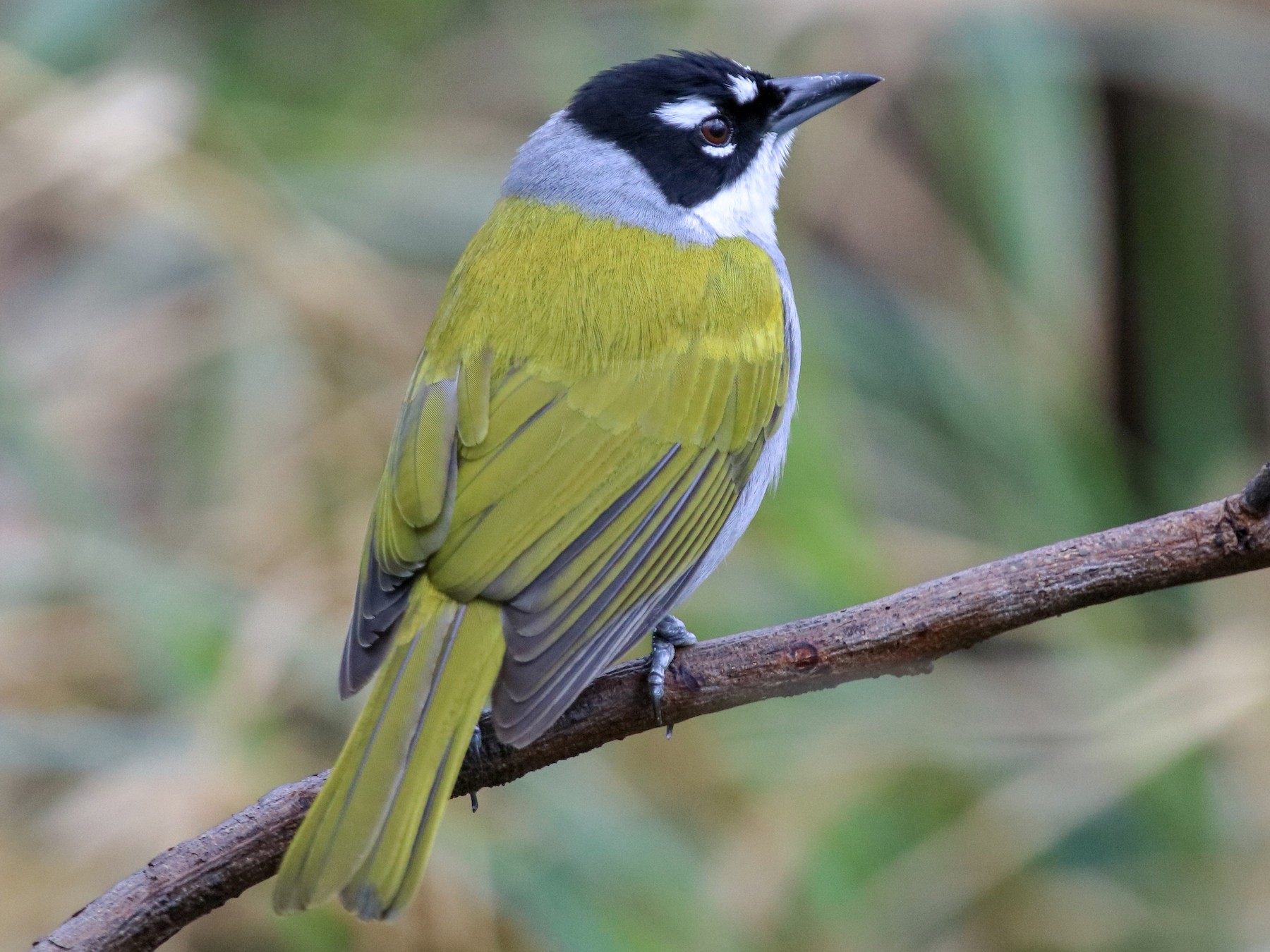 Black-crowned Palm-Tanager - Graham Williams