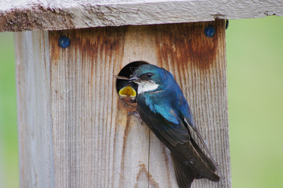 Tree Swallow - Gregg Jarvis
