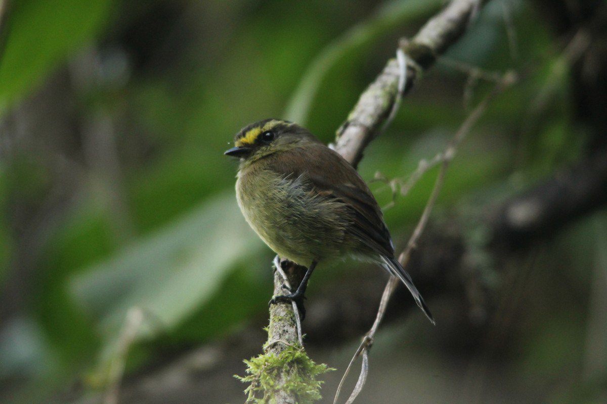 Yellow-bellied Chat-Tyrant - ML98833011