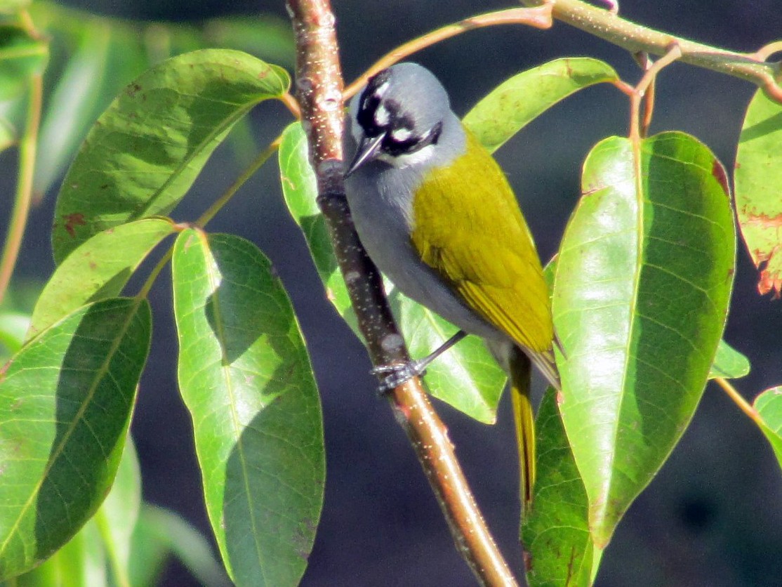 Gray-crowned Palm-Tanager - Sean Christensen