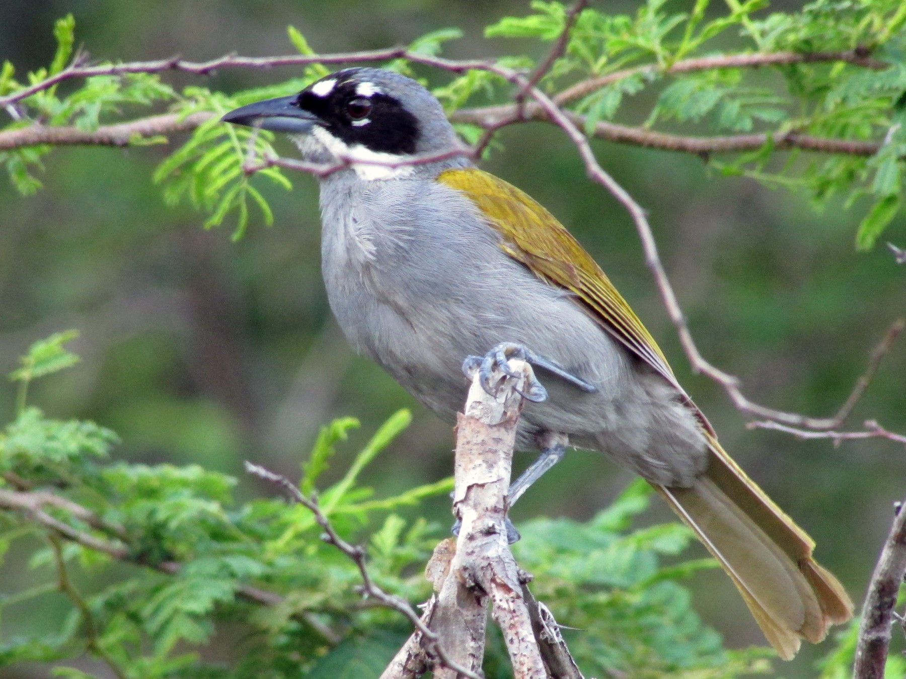 Gray-crowned Palm-Tanager - Sean Christensen