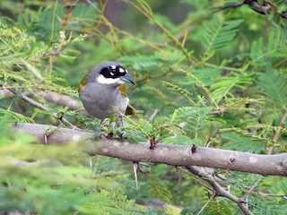  - Gray-crowned Palm-Tanager