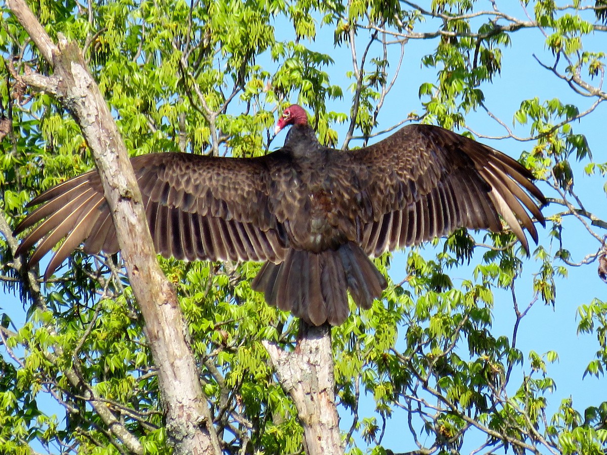Turkey Vulture - michele ramsey