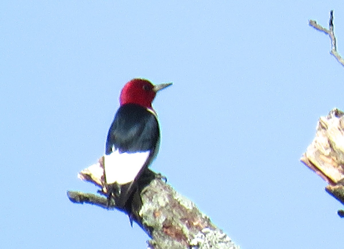 Red-headed Woodpecker - michele ramsey