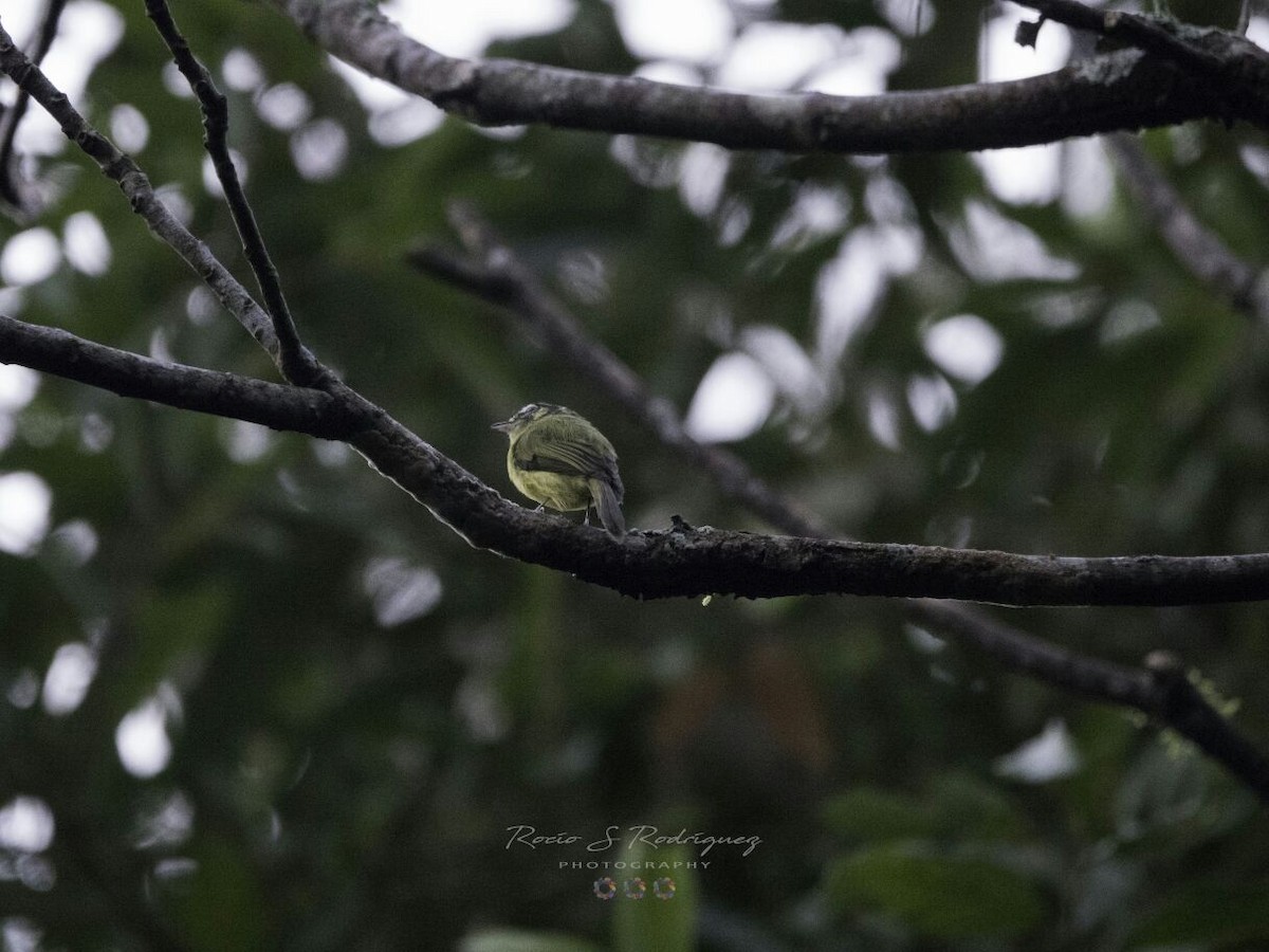 Southern Bristle-Tyrant - julian baigorria / Iguazú Birdwatching