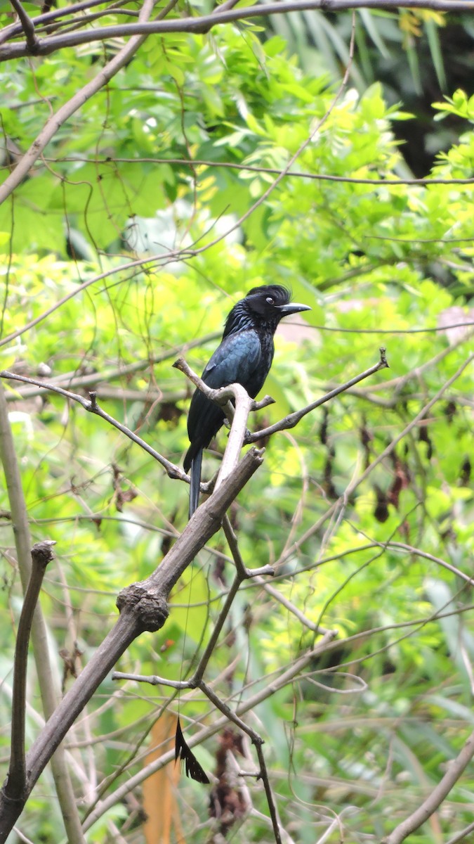 Fork-tailed Drongo-Cuckoo - Devang Patel