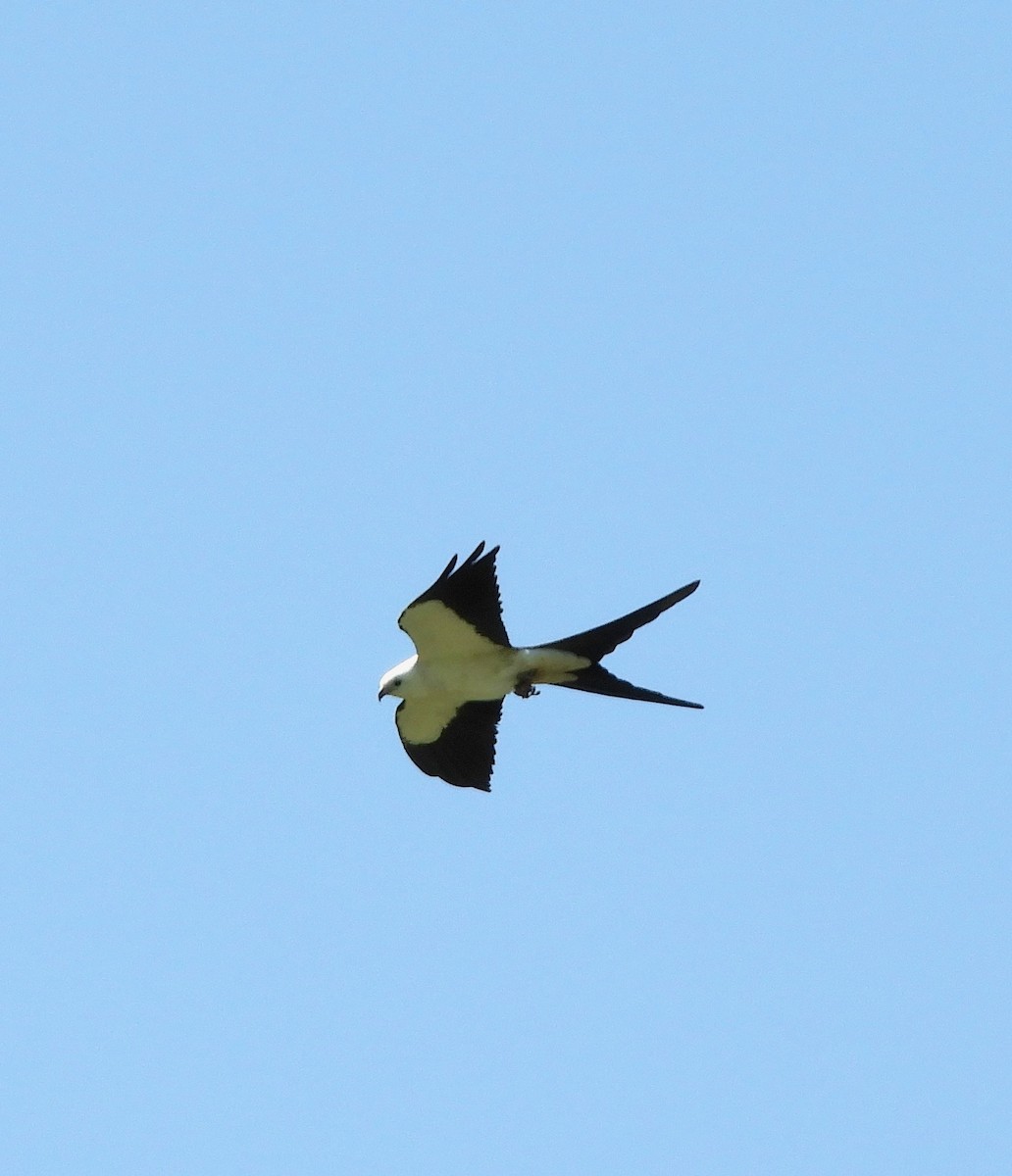 Swallow-tailed Kite - ML98833871
