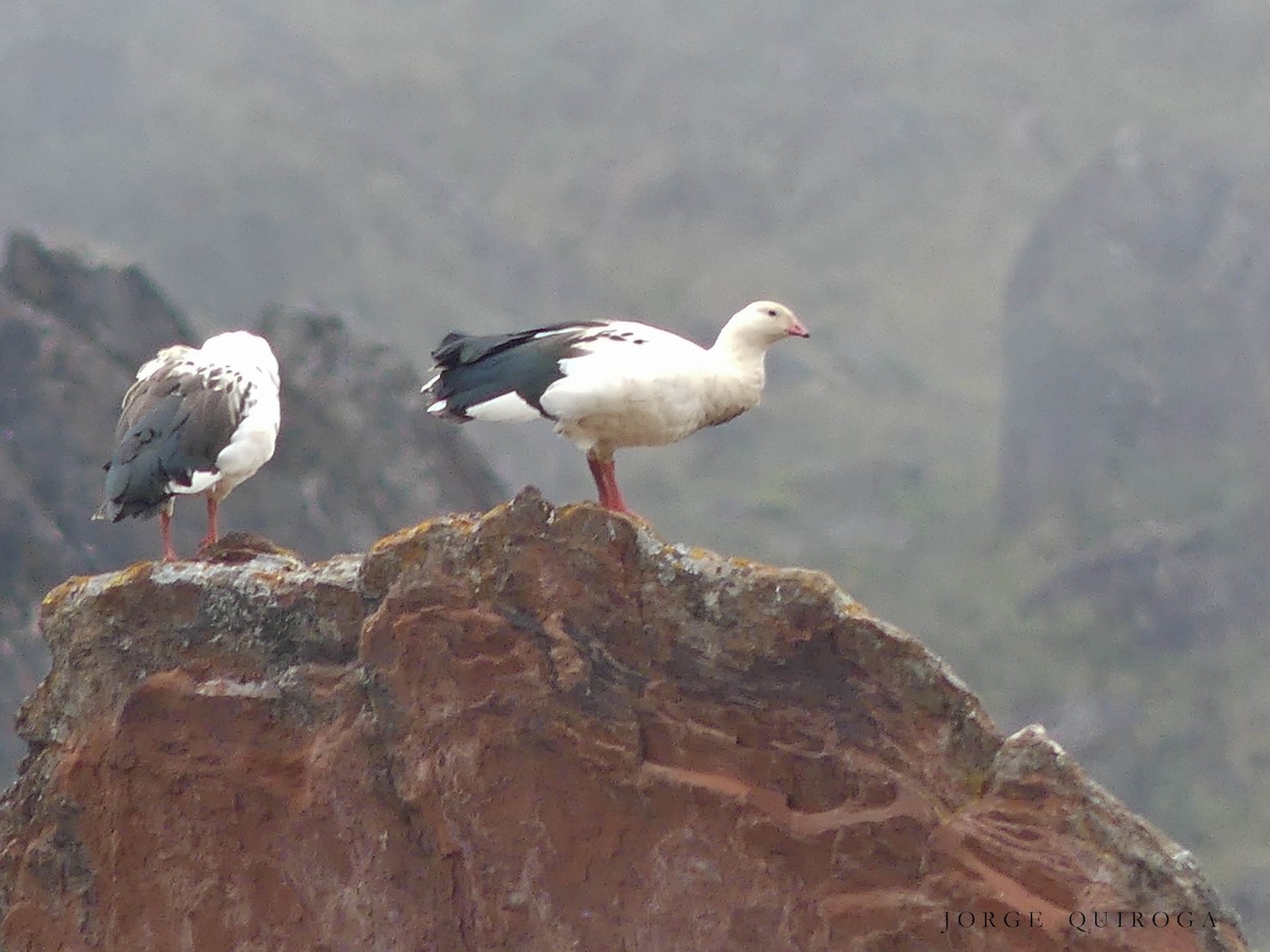Andean Goose - ML98833941