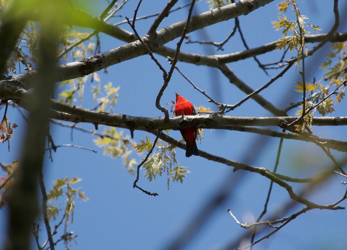 Scarlet Tanager - Michael Niven