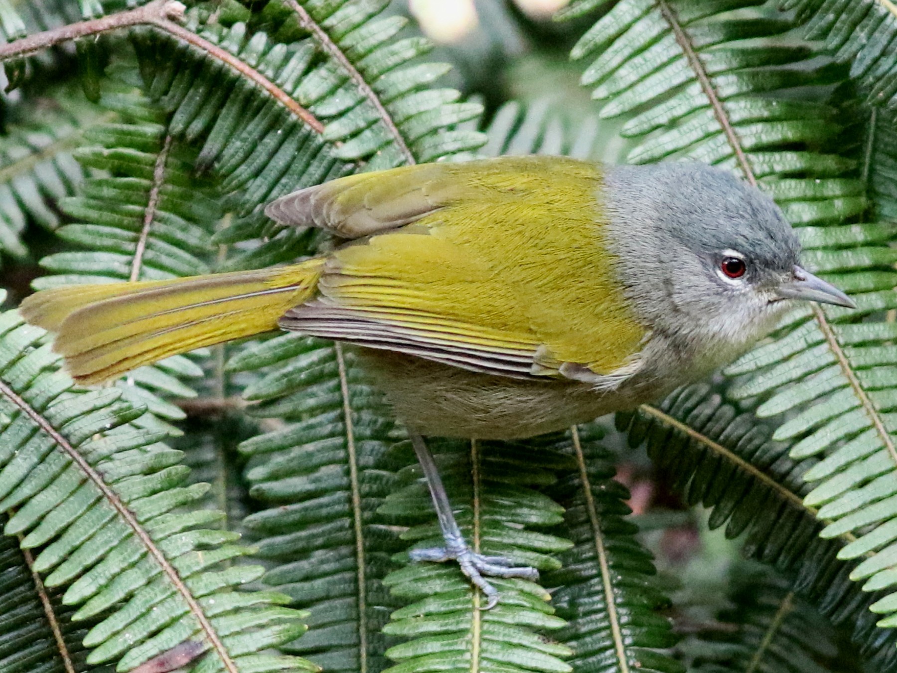 Green-tailed Warbler - John C Sullivan