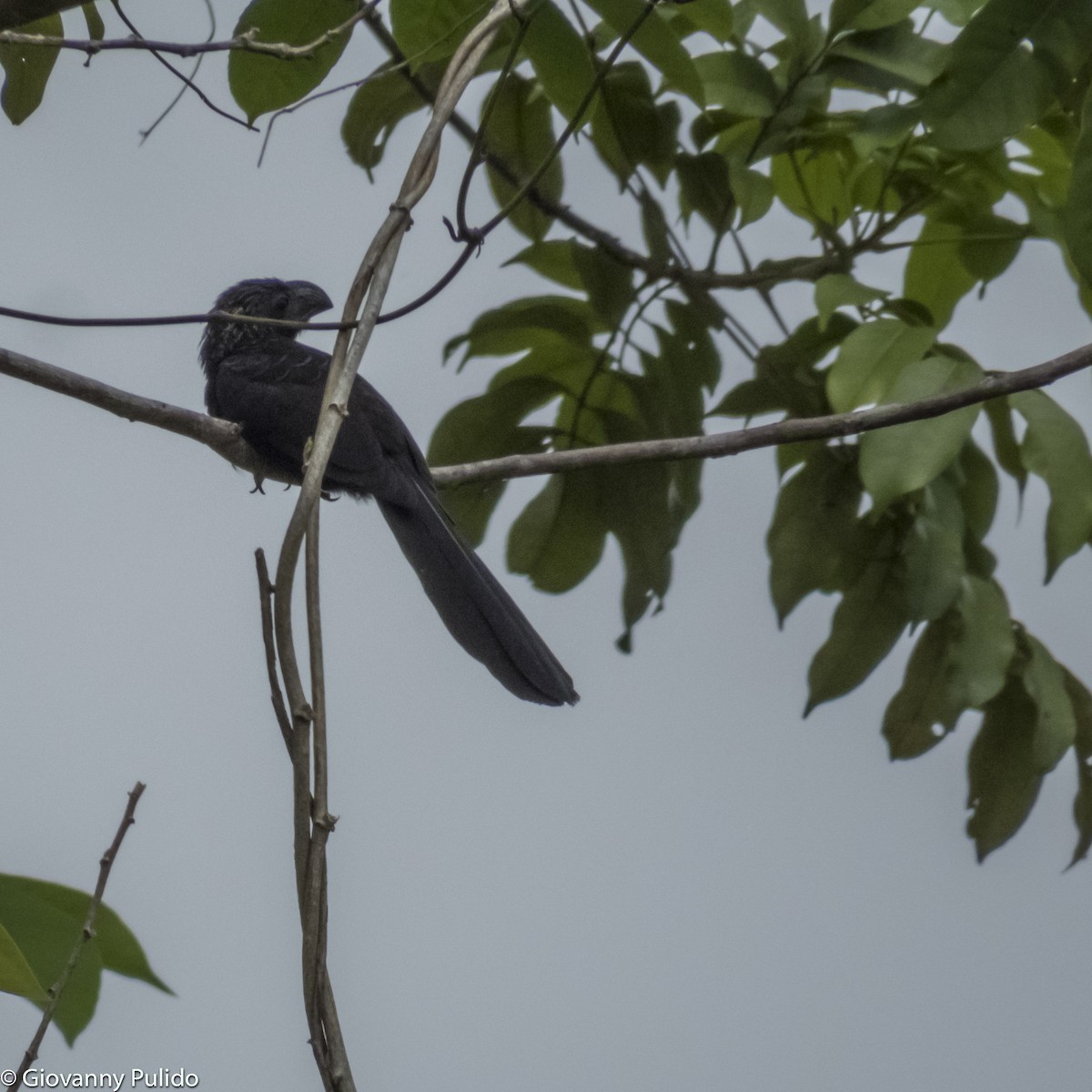 Groove-billed Ani - Giovanny Pulido