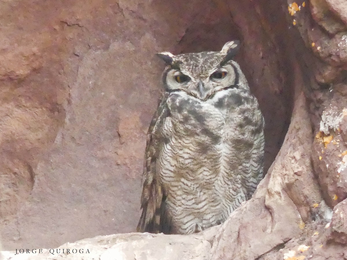 Lesser Horned Owl - Jorge  Quiroga