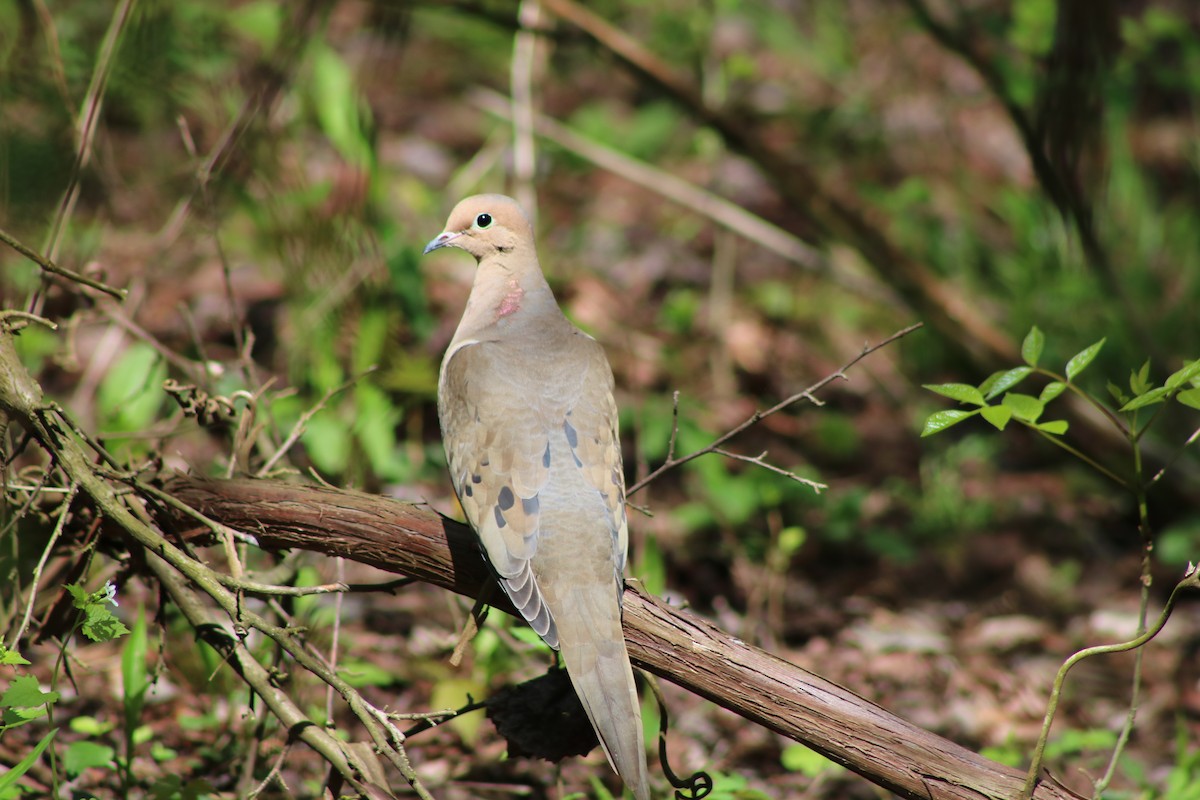 Mourning Dove - Ben Leff