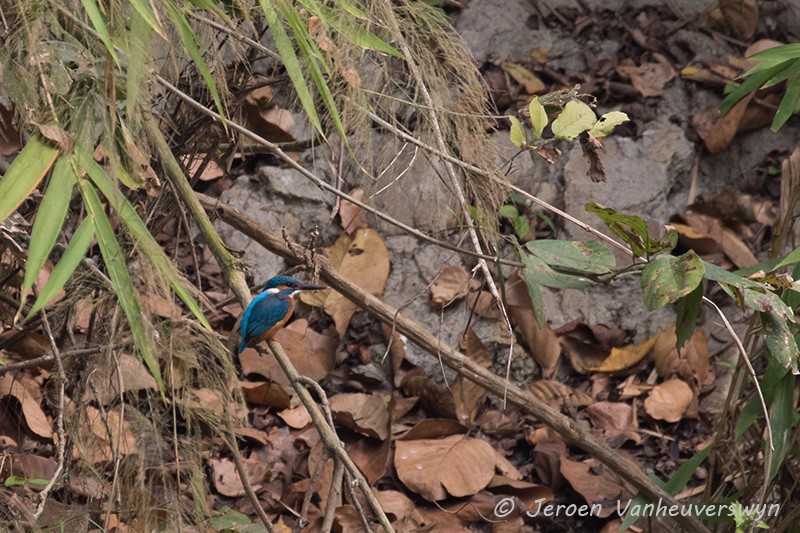 Common Kingfisher - Jeroen Vanheuverswyn