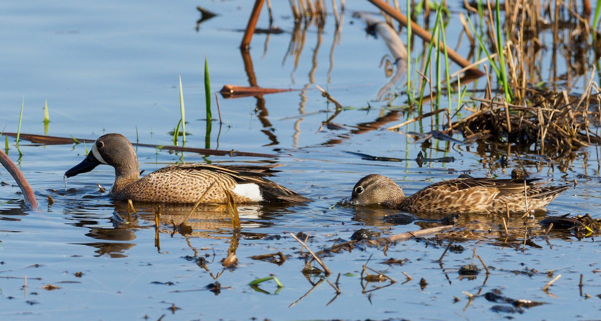 Blue-winged Teal - ML98836401