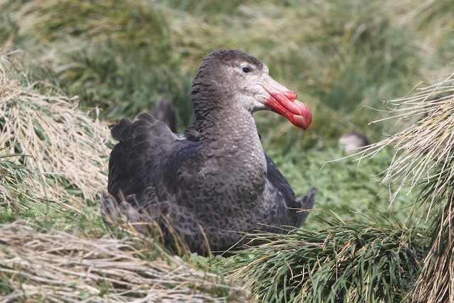 オオフルマカモメ Ebird