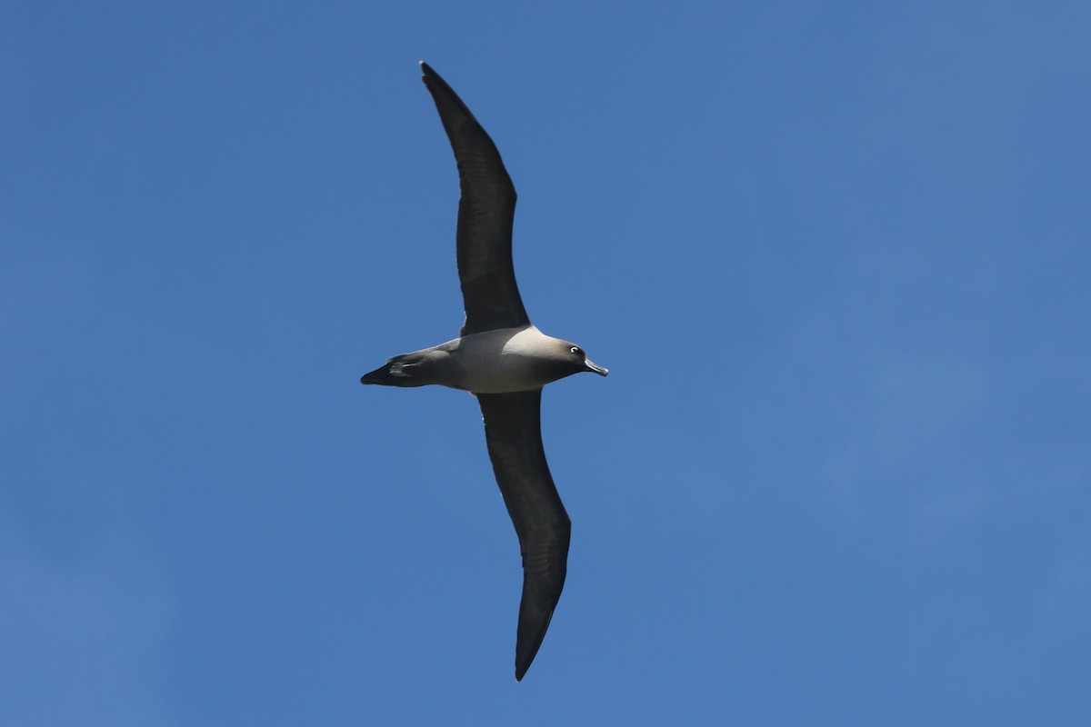 Light-mantled Albatross - ML98837241