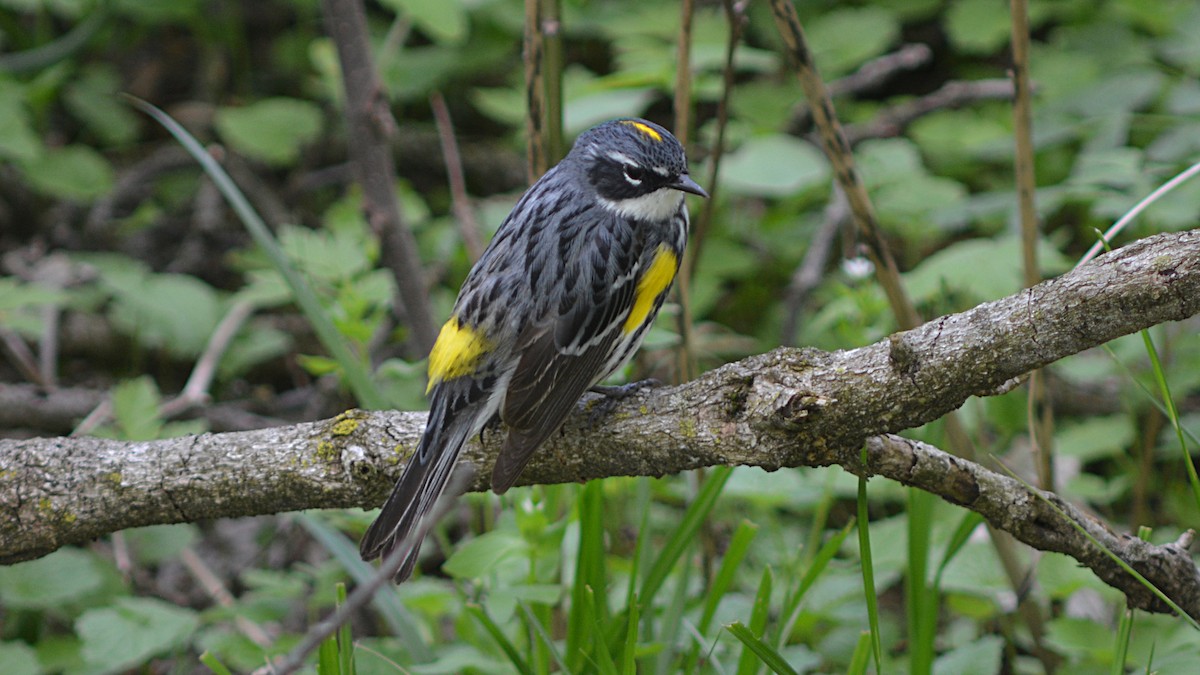 Yellow-rumped Warbler (Myrtle) - Carl Winstead