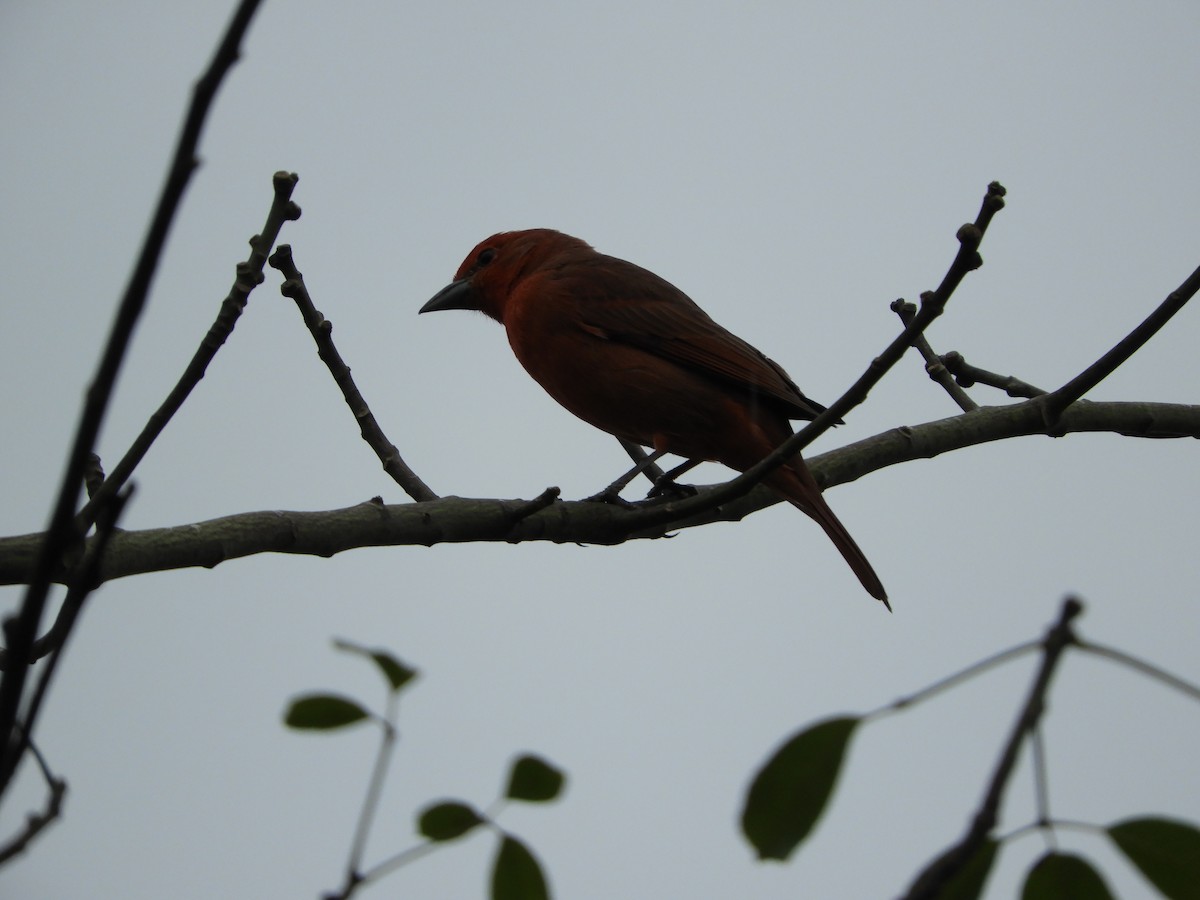 Hepatic Tanager - Silvia Enggist