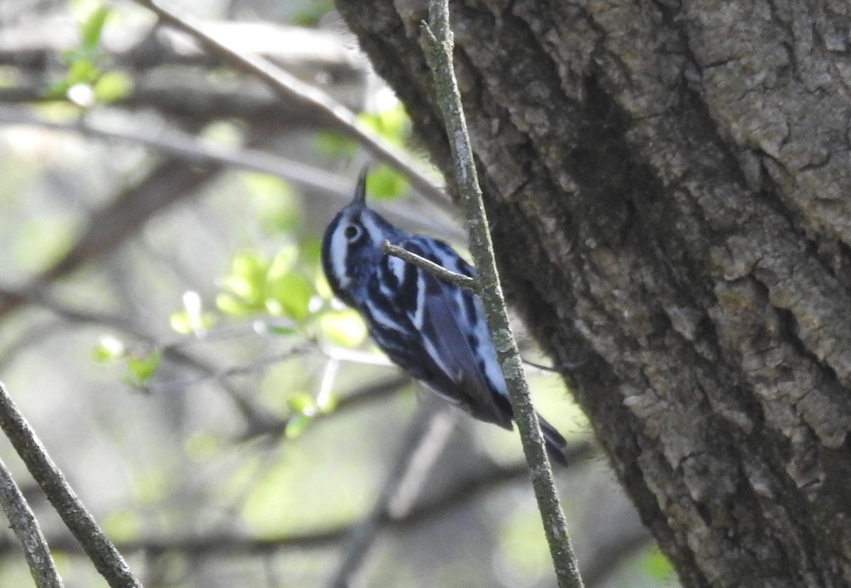 Black-and-white Warbler - ML98842451