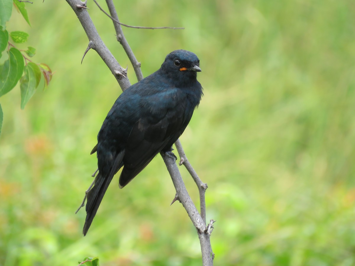 Black Cuckooshrike - GARY DOUGLAS