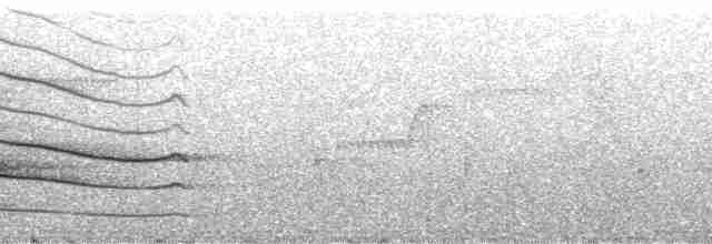 Канюк великодзьобий [група magnirostris] - ML98850