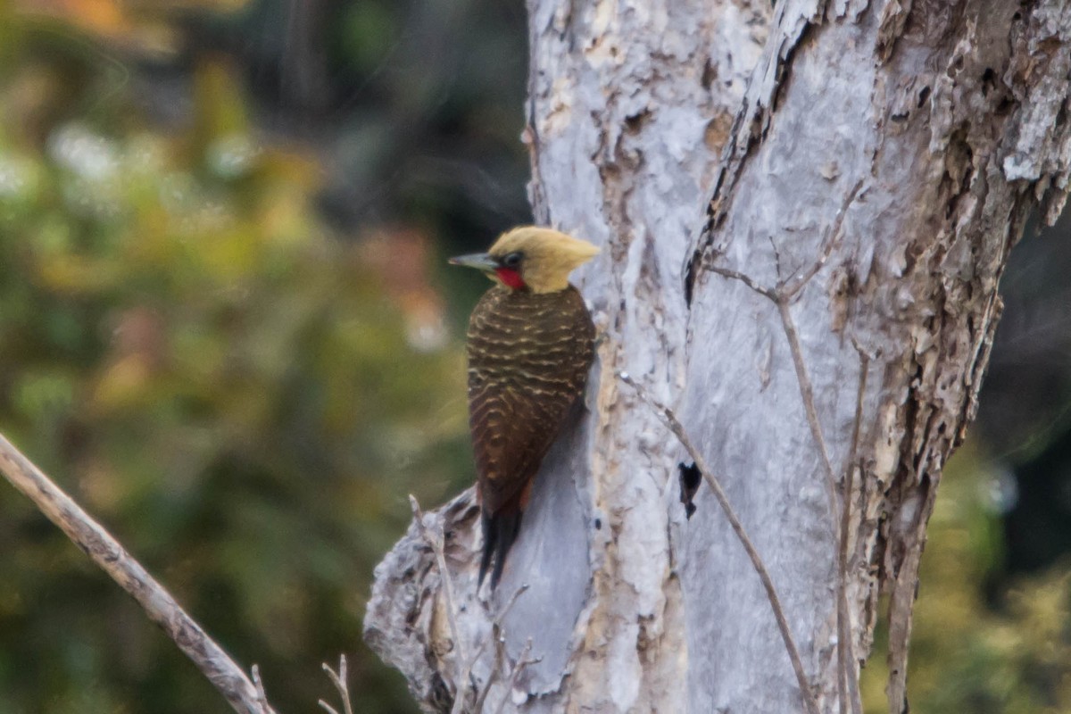 Pale-crested Woodpecker - Pedro  Meza