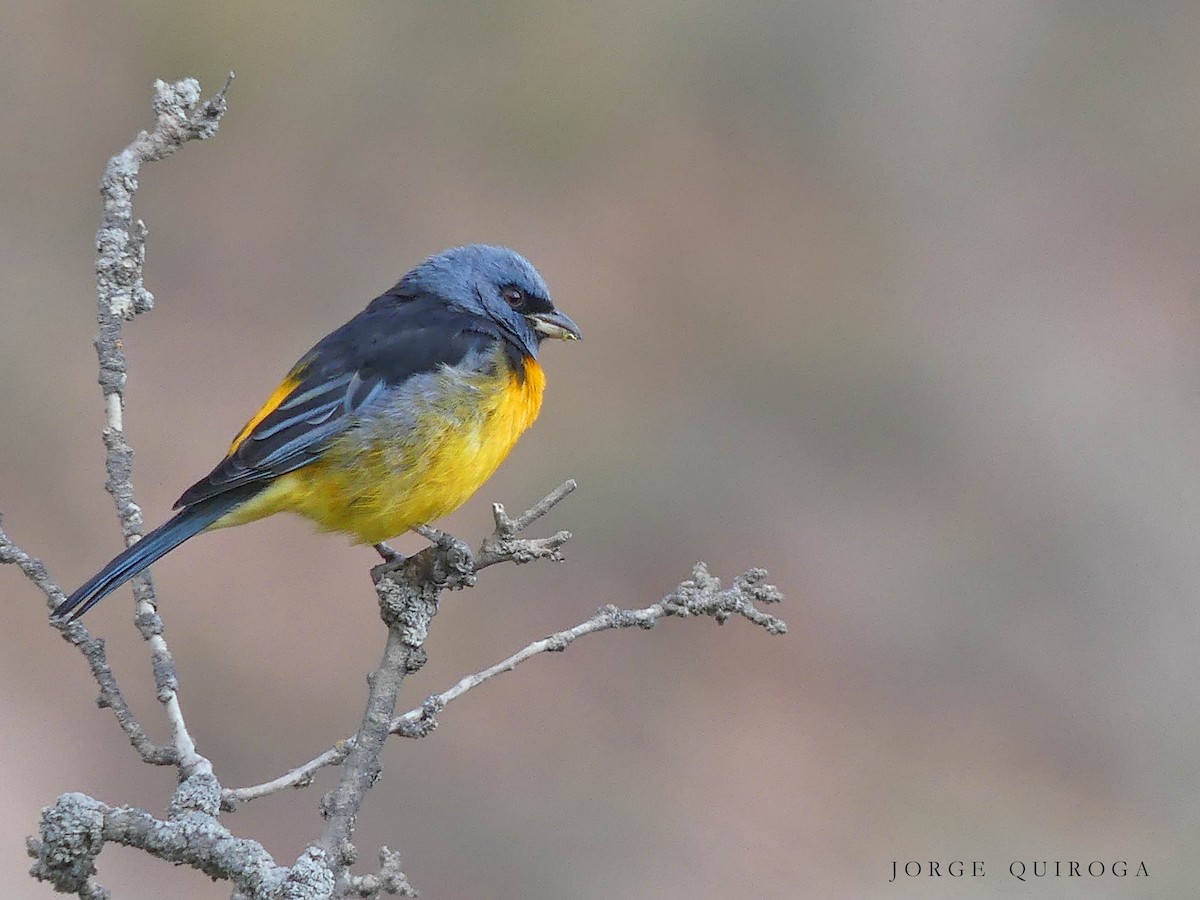 Blue-and-yellow Tanager - ML98851241