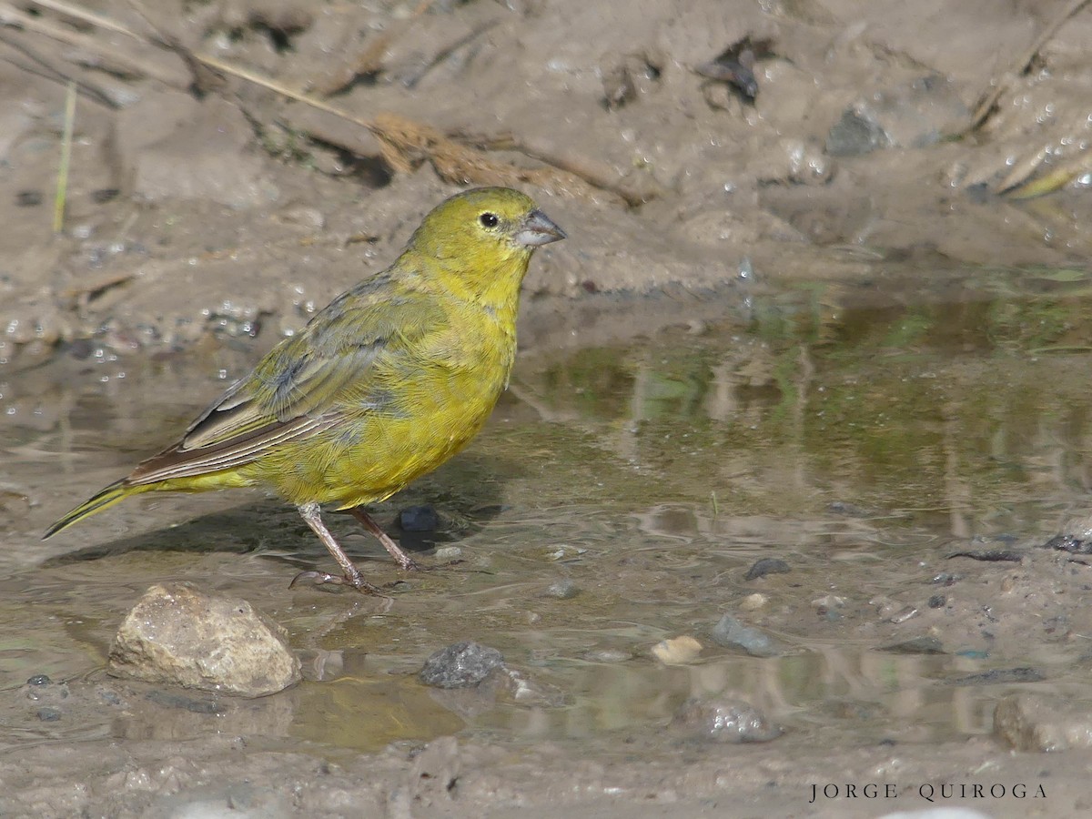 Greenish Yellow-Finch - ML98851791