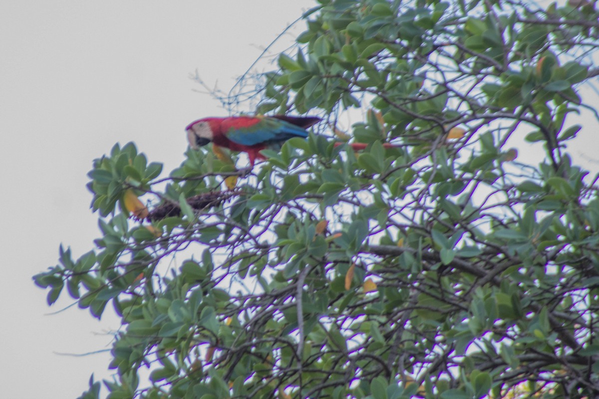 Red-and-green Macaw - ML98852111