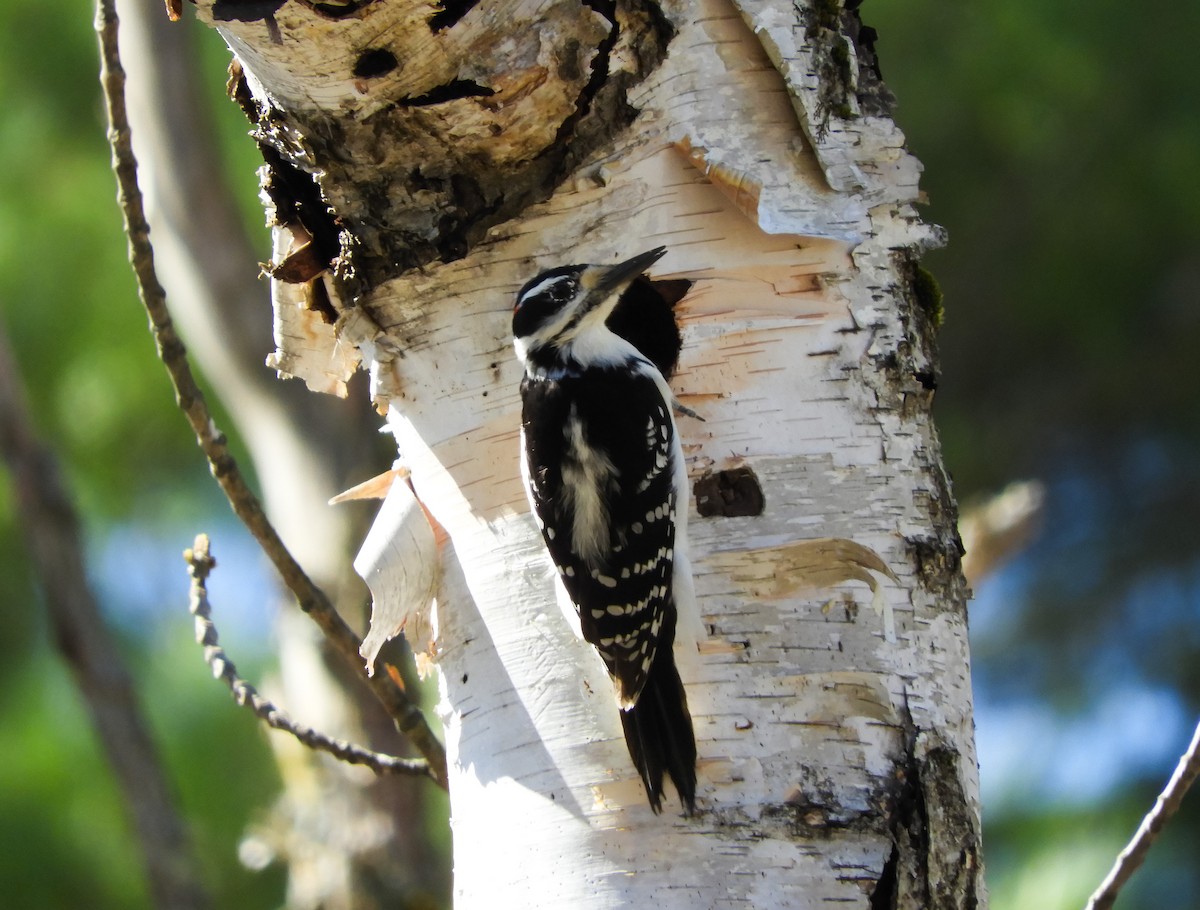 Hairy Woodpecker - Clay Poitras