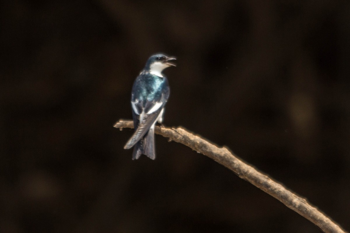Blue-and-white Swallow - ML98855431