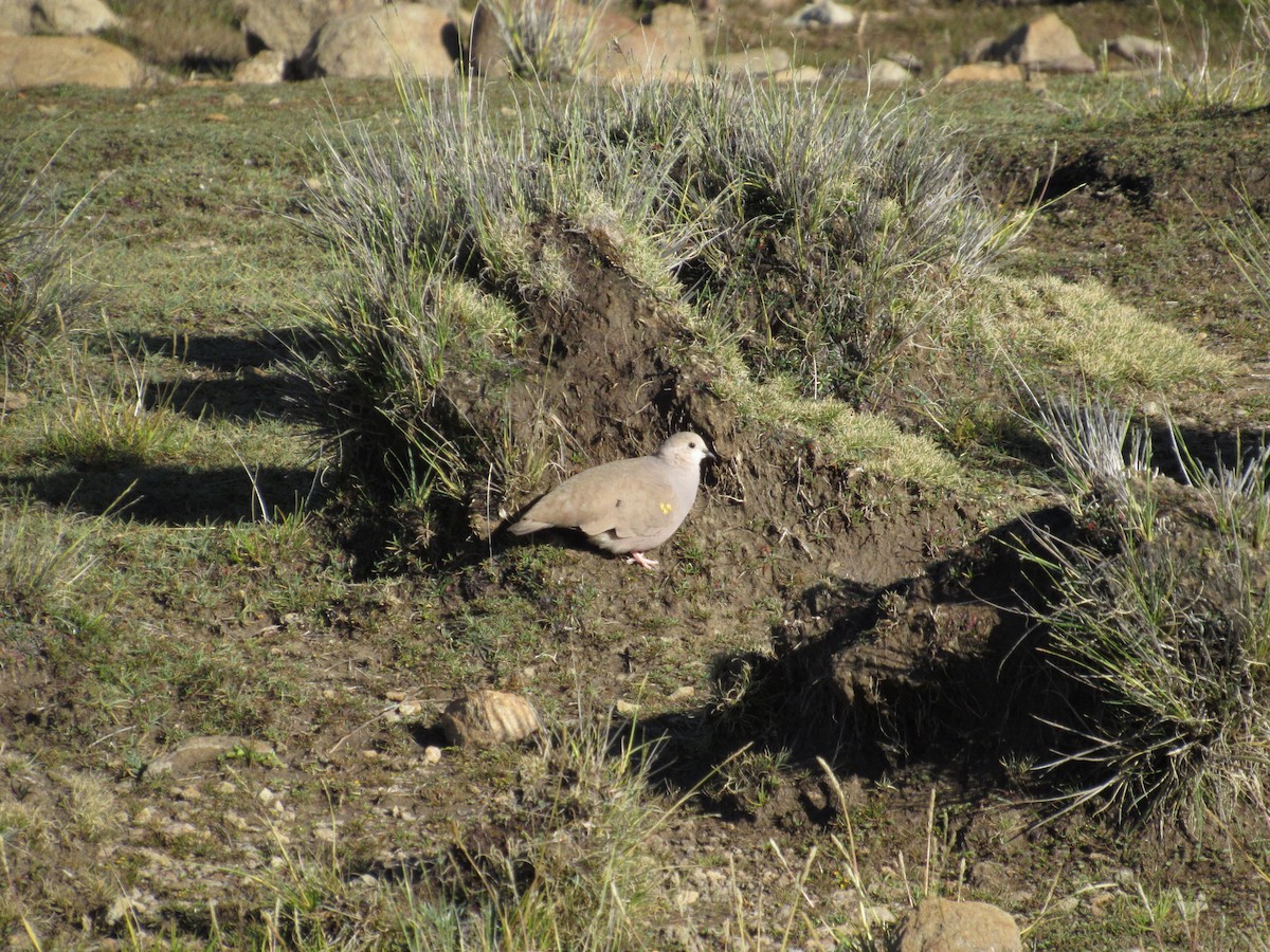 Golden-spotted Ground Dove - Liz Contreras
