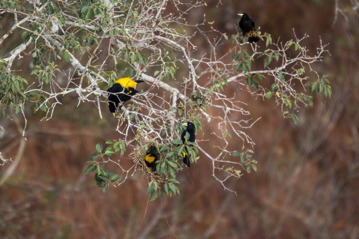Yellow-rumped Cacique - ML98857071
