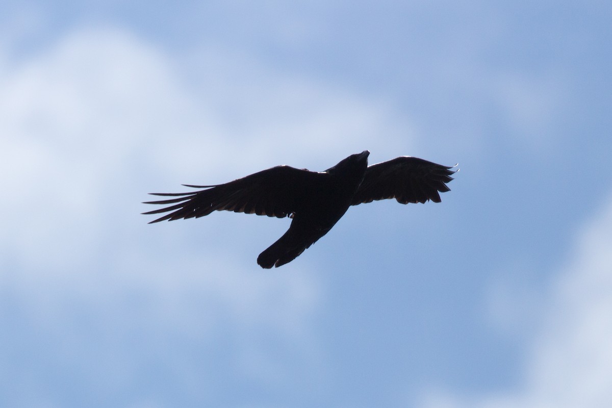Common Raven - Tom Auer