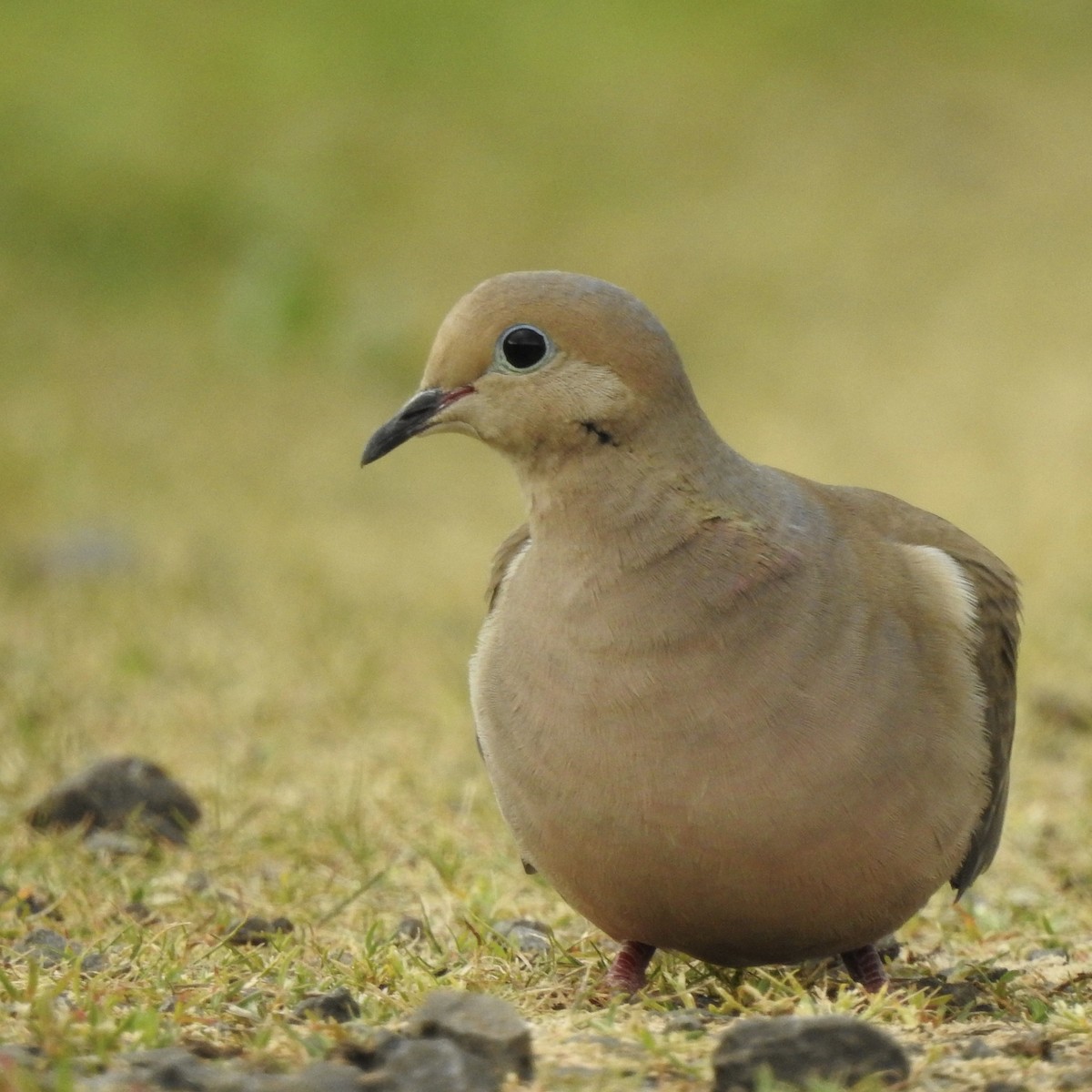 Mourning Dove - Tom Myers