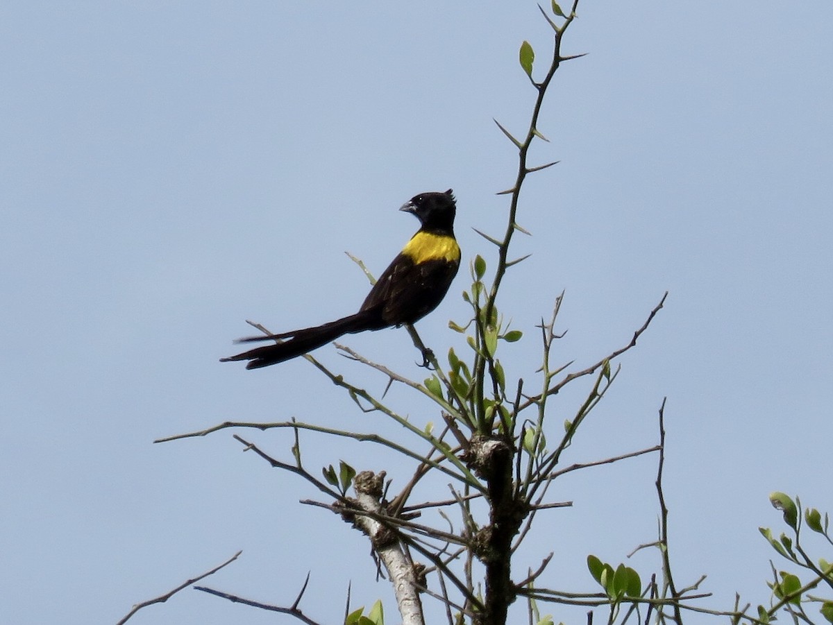 Yellow-mantled Widowbird - ML98859021