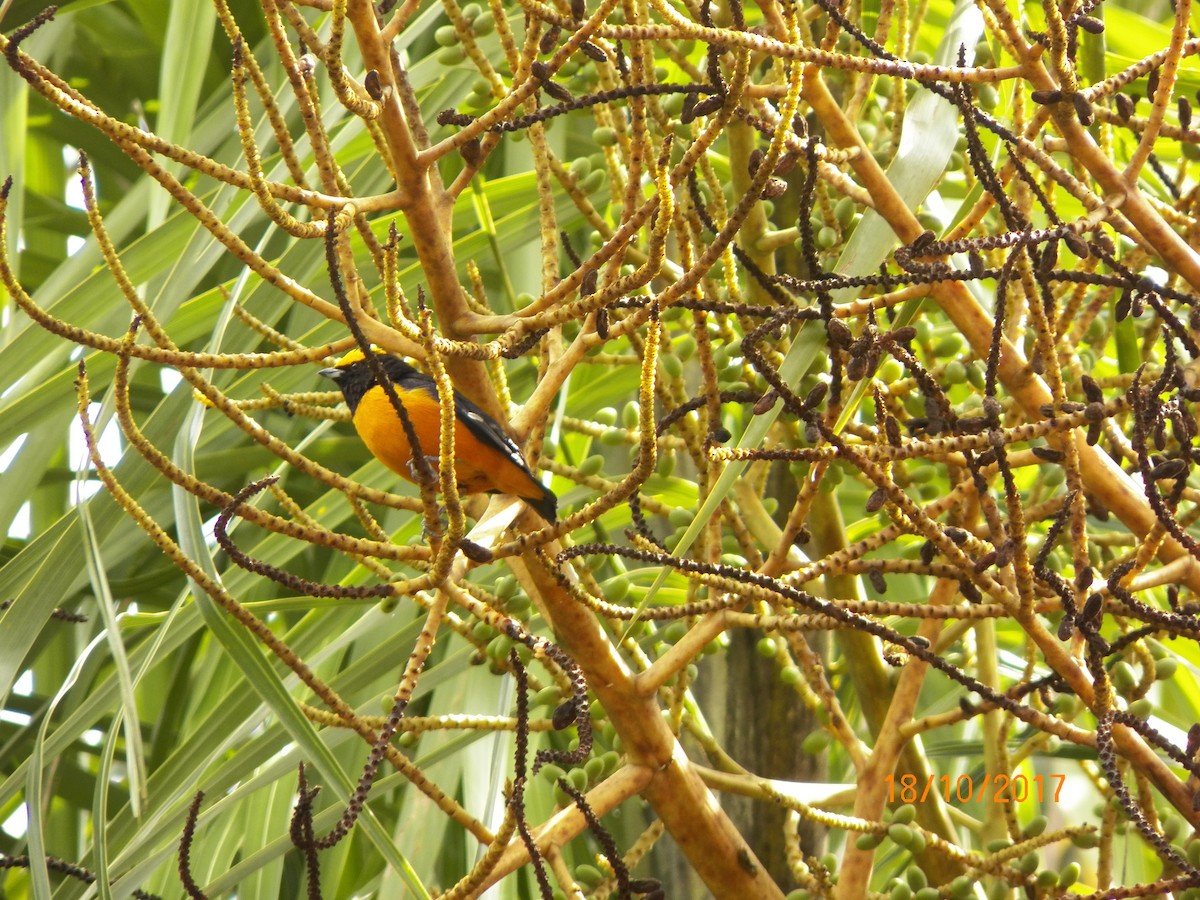 Orange-crowned Euphonia - Orlando Salazar García
