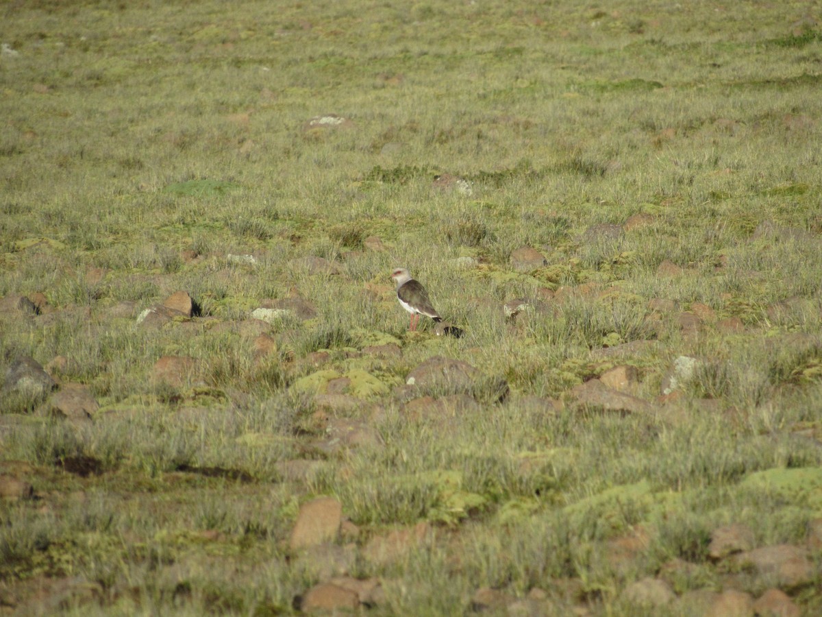 Andean Lapwing - ML98860911