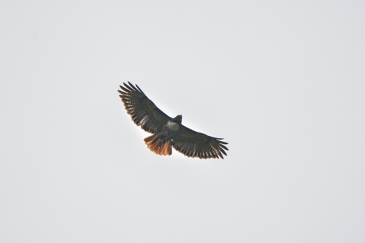 Red-tailed Hawk - Hederd Torres García