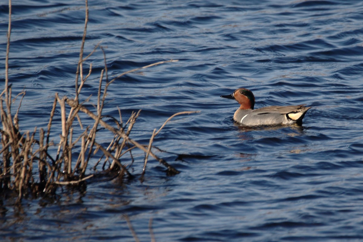 Green-winged Teal - ML98862201