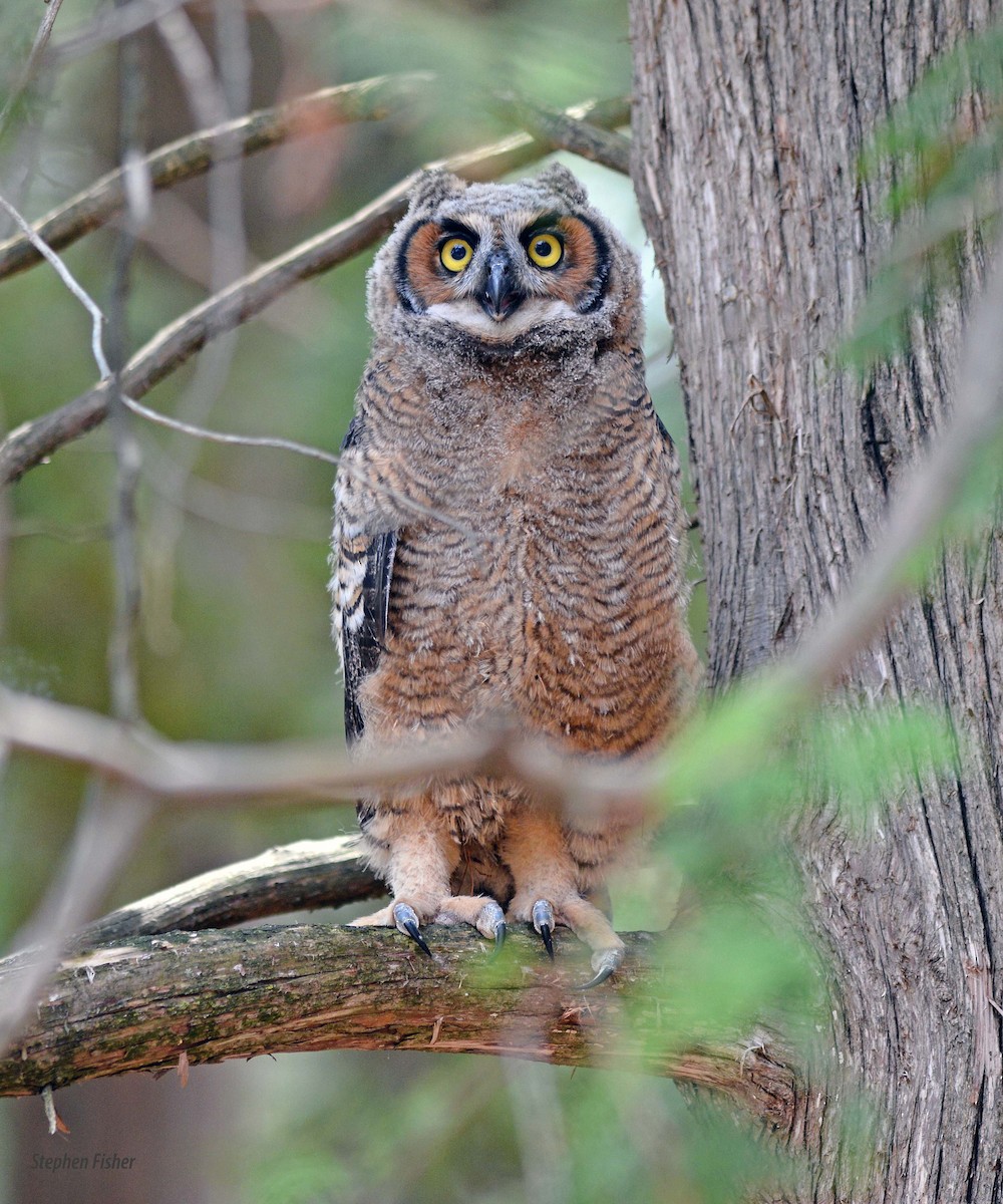 Great Horned Owl - ML98865621